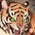 rp_ep17_tiger.png.e82afe168a290bc2158cede649ce5e81.png