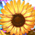 rp_ch01_flowers.png.c813c2f5a7b0524b7589c8e6b2ce4a77.png