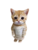FT_0000032.png