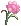 핑크카네이션.png
