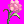 핑크카네이션.png
