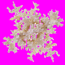 trea-coral2.png