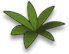 flo_leaf_a.png