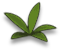 flo_leaf_b.png