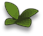 flo_leaf_c.png