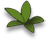 flo_leaf_e.png