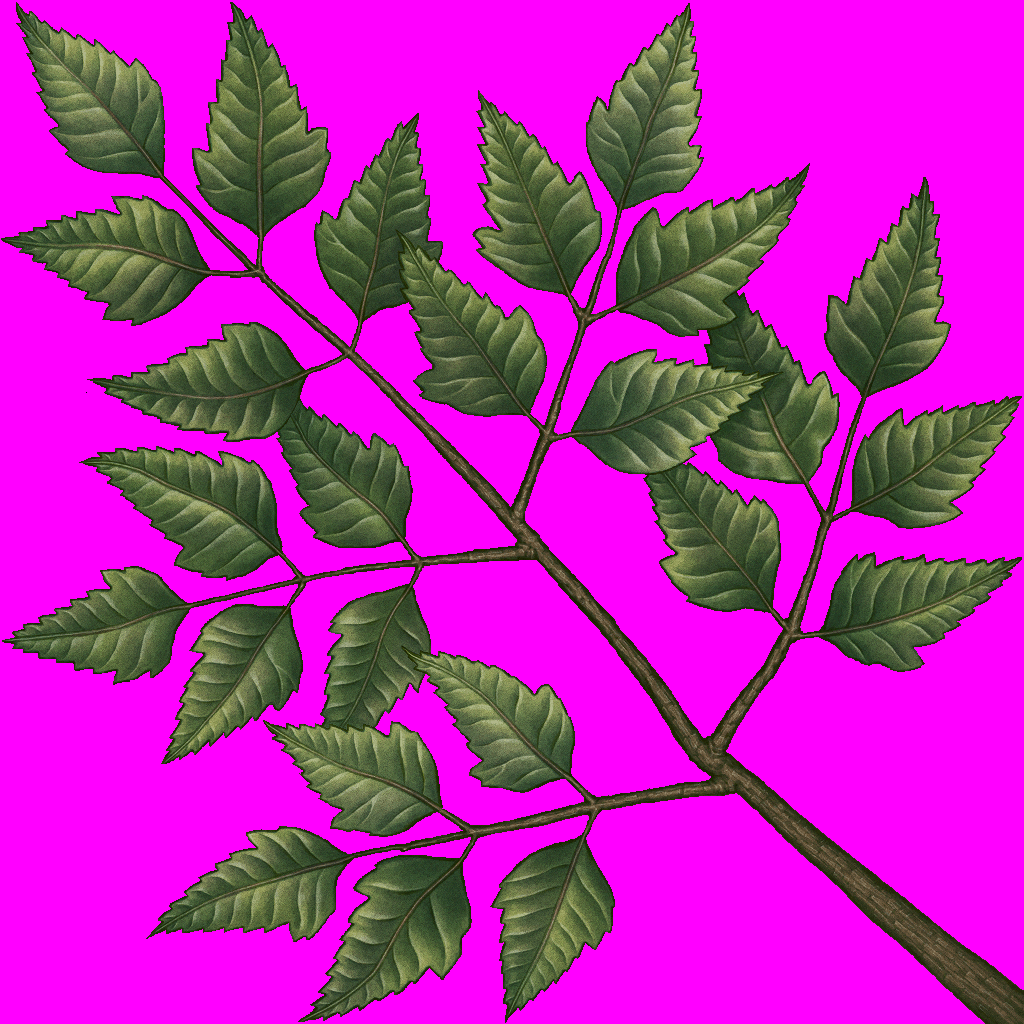 treesong_d_06.png