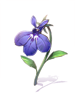 Ch1_Lobelia_.png