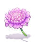 Ch1_Scabiosa_.png
