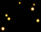 mus_spore_b_04.png