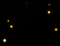 mus_spore_b_08.png