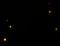 mus_spore_b_10.png