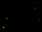 mus_spore_b_11.png