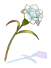 Fragrant flowers