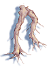 Root of a precious plant