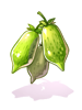Catnip Fruit
