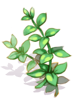 Slapping Herb