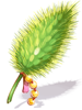 Delicate Foxtail Model
