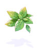 Basil