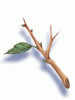 Tree Branch