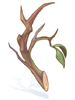 Firewood