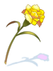 Mantis Flower