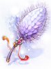 Royal Foxtail