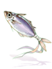 Horse Mackerel Amulet