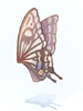 Fairy Wing