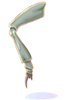 Insect Leg