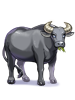 Costume: Carabao