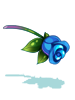 Miracle Blue Rose